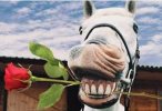 rosehorse.jpg
