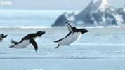 8693495470a7b901d0025c5c796502d6.gif