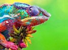 Wild-Chameleon-Reptile-With-Beautiful-Colors-400x300.jpg