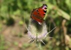 Butterfly.JPG