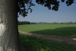 Tree.JPG