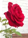 38AA9382-DB56-448D-B4D6-32F96AB0E7E9.jpeg