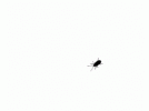 78av.gif