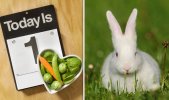 pinch-punch-white-rabbit-706135.jpg