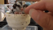 20220421_072258.gif