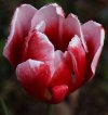 IMG_9589+cropped.jpg