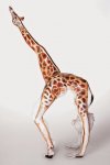 5c3faad967eb21d0a9ebba0fdcb933b4--giraffes-the-giraffe.jpg