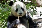 panda-bear_691644-1024x683.jpg