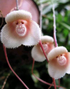 These Orchids Look Just Like a Monkey's Face.png