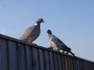 DSC00430.JPG