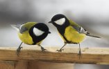 great tits.jpg