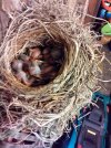 1.Pink Blackbirds.jpg