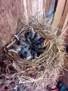 3. Blackbirds Feathers.jpg