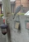 sparrow hawk.jpg