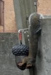 Squirrel.jpg