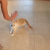 DE551982-B3AA-4303-A052-17C999985FE7.gif