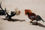 360_F_227336903_u5umFYUiBq7vlZ2ahR13jEoXCaU6tVWd.jpg