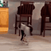 26346B4D-22EE-43F2-9D24-61357768597A.gif