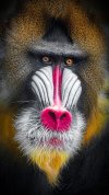 HD-wallpaper-mandrill-animals-colorful-eyes-face-hair-mandril-monkey-nose.jpg