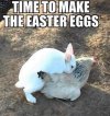 FB_IMG_1680676272446.jpg