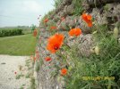 IMG_2169.jpeg