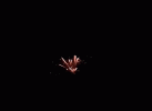 GIF_0709307456.gif