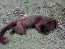 howler-dead-from-yellow-fever-1-sergio-mendes-projeto-muriqui-es.jpg