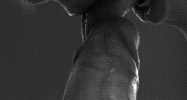 38451.gif