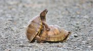 Box-Turtles-7716-100507-1.jpeg
