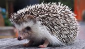 hedgehog.jpg