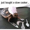 IMG_2099.jpeg