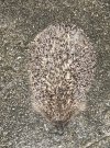 IMG_1127.jpeg