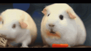 4j6a_G.gif