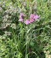 IMG_1438.jpeg
