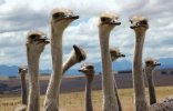 Ostriches-2347714039.jpg