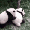 baby-panda-sweet-cuddle-fswlt5q9xluwmt6o.gif baby-panda-sweet-cuddle-fswlt5q9xluwmt6o.gif