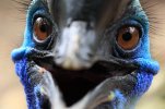 prety birdy.jpg
