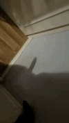 C1042C9F-80BD-4945-A3F7-C658B1E2C647.gif