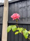 flower.jpg