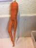 one-unique-carrot-292149.jpg