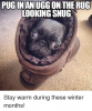 puginanugg-on-the-rug-looking-snug-stay-warm-during-these-12494708.png