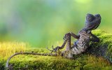chilled_forest_lizard1-338334336.jpg