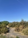 IMG_3621.jpeg