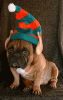 WoodyElf.gif