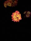 IMG_8319.jpeg