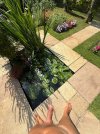 Garden-2-IMG_4101.JPG