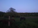 DSC_0334.JPG