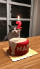 upload_2020-1-10_23-50-15.gif