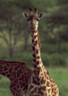 giphy-1428630125.gif
