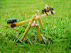BugSeeSaw.gif